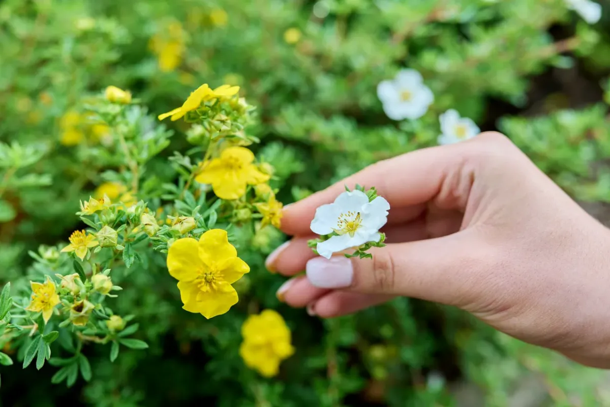 couvre-sol rampant persistant croissance rapide